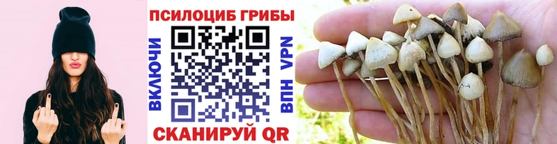 дарнет шоп  Разумное  Галлюциногенные грибы Cubensis 